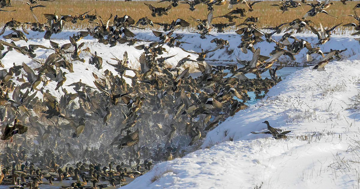 Mallards and other ducks loafing in river. Photo by ChuckandGraceBartlett.com_mallards.jpg